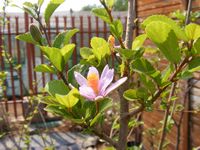 Grewia occidentalis